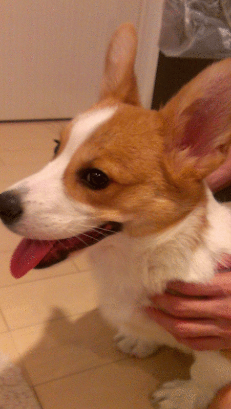 f:id:colopon:20150529223950g:plain