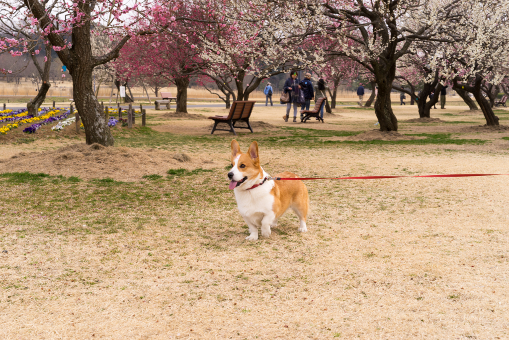 f:id:colopon:20160306154749j:plain