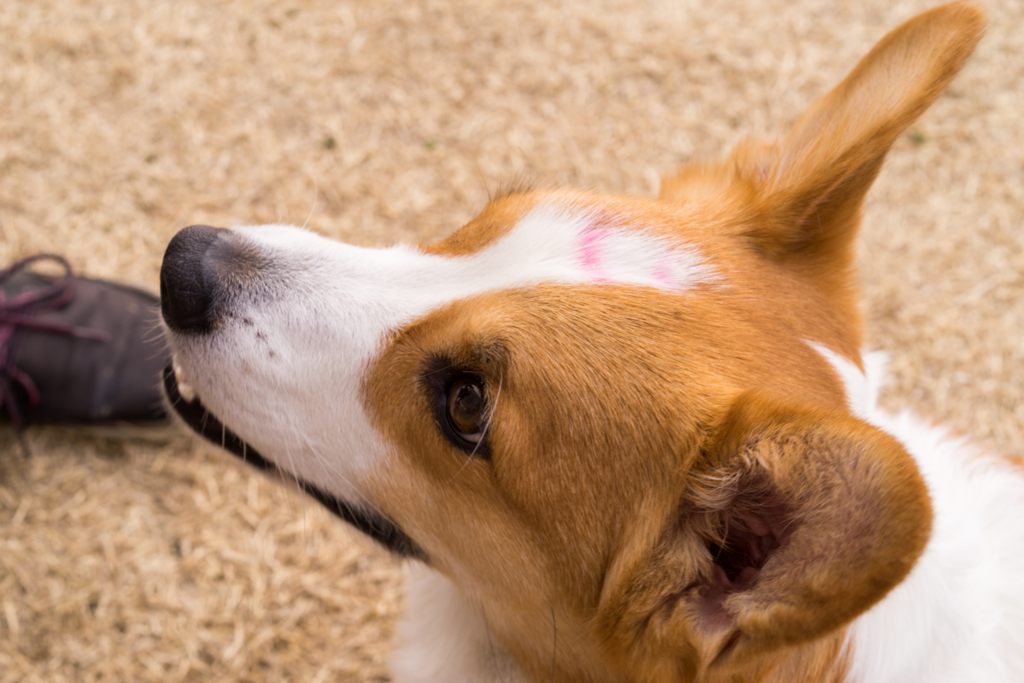 f:id:colopon:20160306160305j:plain