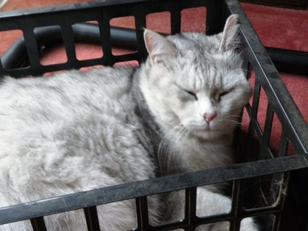 f:id:cookingenglish0508:20110817130009j:image f:id:cookingenglish0508:20110817130009j:image