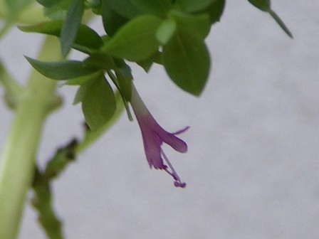 f:id:cookingenglish0508:20110902080857j:image f:id:cookingenglish0508:20110902080857j:image