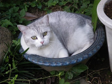 f:id:cookingenglish0508:20110913172504j:image f:id:cookingenglish0508:20110913172504j:image