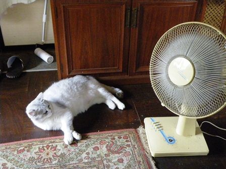 f:id:cookingenglish0508:20120713111704j:image