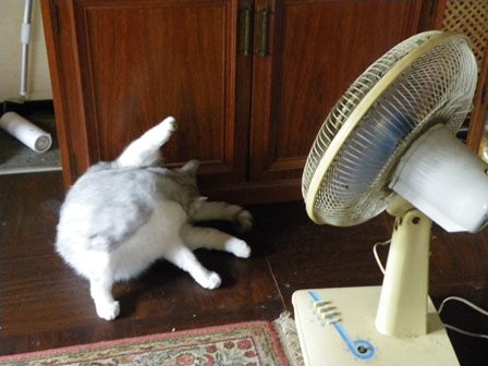 f:id:cookingenglish0508:20120713111713j:image