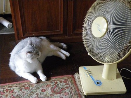 f:id:cookingenglish0508:20120713111749j:image