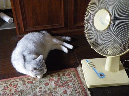 f:id:cookingenglish0508:20120713111851j:image