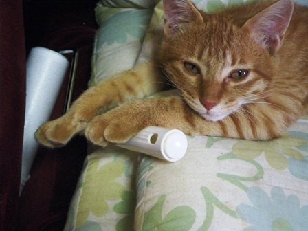 f:id:cookingenglish0508:20121124103243j:image