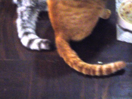 f:id:cookingenglish0508:20141113075253j:plain