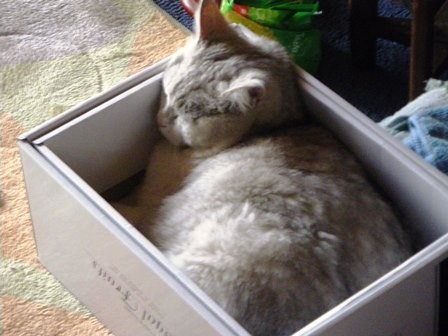 f:id:cookingenglish0508:20150509132503j:plain