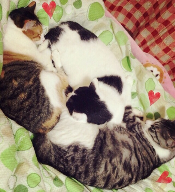 f:id:cooomuuu:20150628032101j:image f:id:cooomuuu:20150628032101j:image