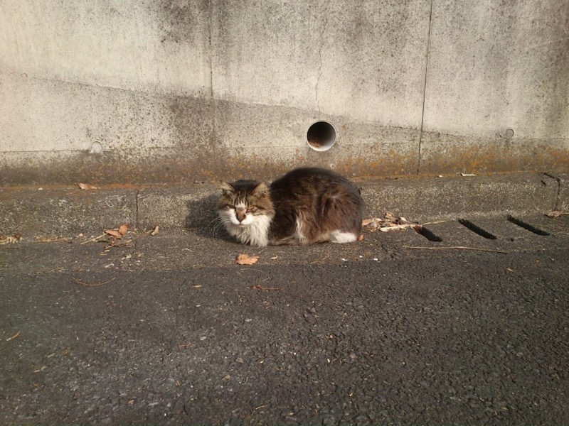 f:id:corgi_corgi:20120101135546j:image:w360 f:id:corgi_corgi:20120101135546j:image:w360