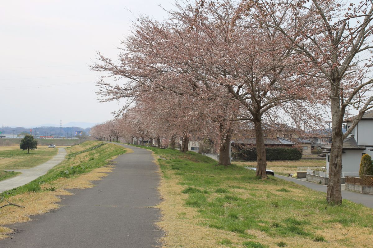f:id:corocoma:20140410215030j:plain