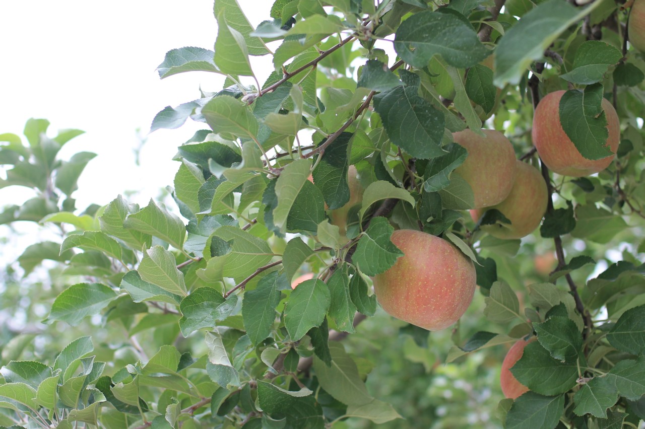 f:id:corocoma:20141001194606j:plain f:id:corocoma:20141001194606j:plain