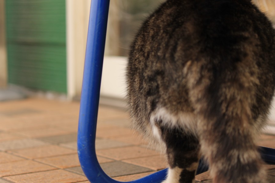 ねこまみれ Amazon.co.jp: 猫まみれポストカード: 招き猫亭コレクション : 本