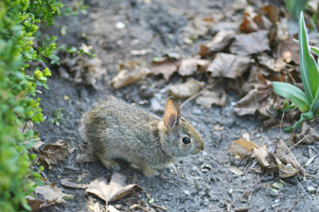 f:id:cranberryca:20150608231202j:plain