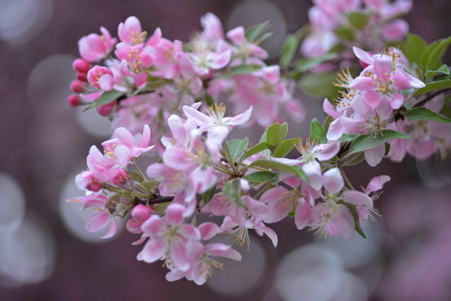 f:id:cranberryca:20150609055838j:plain