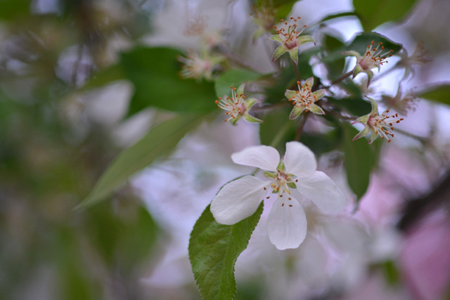 f:id:cranberryca:20150609055929j:plain