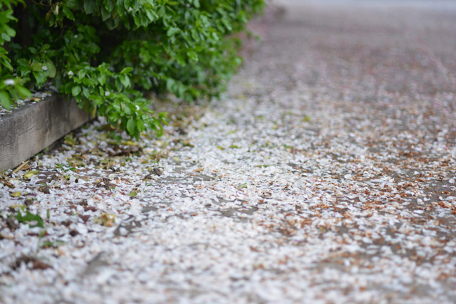 f:id:cranberryca:20150609060018j:plain