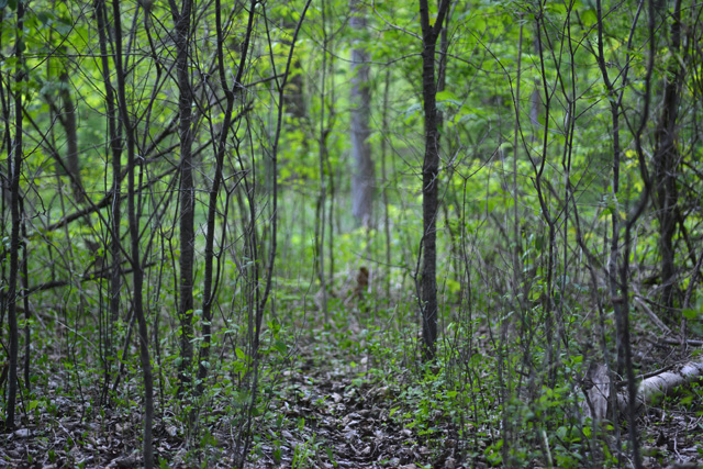 f:id:cranberryca:20150612012248j:plain