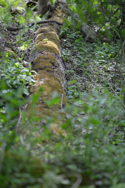 f:id:cranberryca:20150612012508j:plain