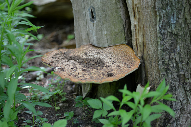 f:id:cranberryca:20150612012735j:plain