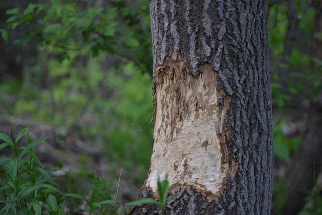 f:id:cranberryca:20150612012905j:plain