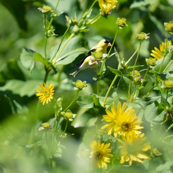 f:id:cranberryca:20151001230931j:plain