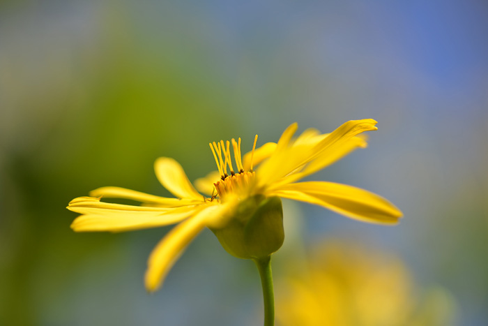 f:id:cranberryca:20151001231010j:plain