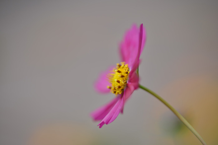 f:id:cranberryca:20151017000351j:plain