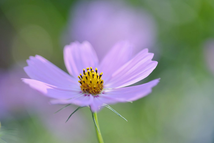 f:id:cranberryca:20151017000416j:plain