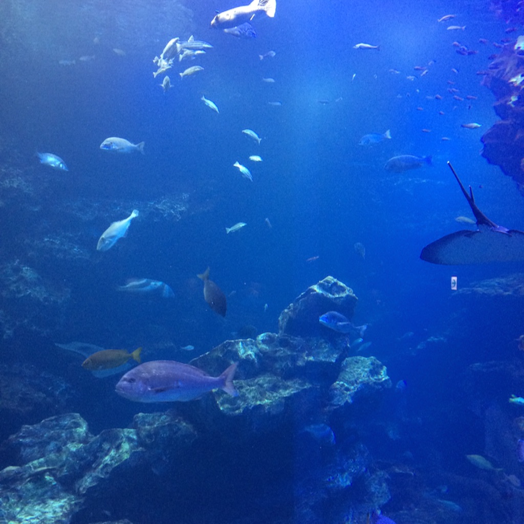 f:id:croccel:20150830193720j:image f:id:croccel:20150830193720j:image