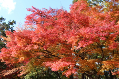 f:id:croissant-croissant:20131123210957j:plain f:id:croissant-croissant:20131123210957j:plain