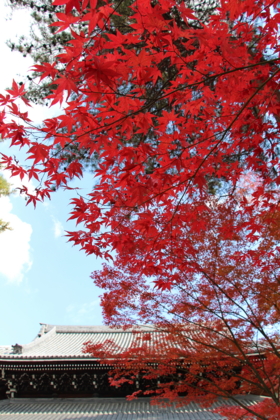 f:id:croissant-croissant:20131123210958j:plain f:id:croissant-croissant:20131123210958j:plain