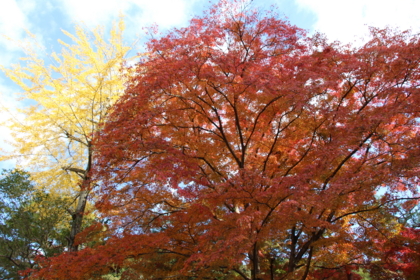 f:id:croissant-croissant:20131123211000j:plain f:id:croissant-croissant:20131123211000j:plain