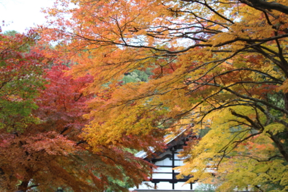 f:id:croissant-croissant:20131123211001j:plain f:id:croissant-croissant:20131123211001j:plain