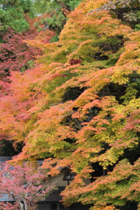 f:id:croissant-croissant:20131123211004j:plain f:id:croissant-croissant:20131123211004j:plain