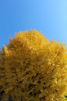 f:id:croissant-croissant:20131229164843j:plain f:id:croissant-croissant:20131229164843j:plain