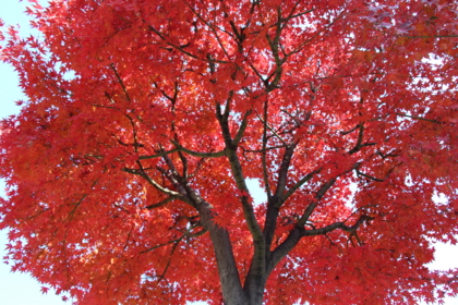 f:id:croissant-croissant:20131229164844j:plain f:id:croissant-croissant:20131229164844j:plain
