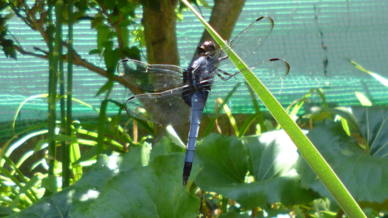 f:id:crystal23:20130701151636j:plain