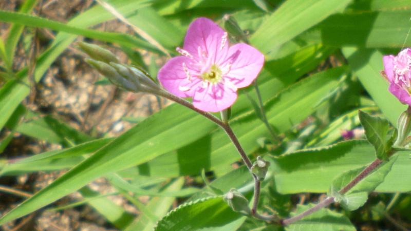 f:id:crystal23:20130727154534j:plain