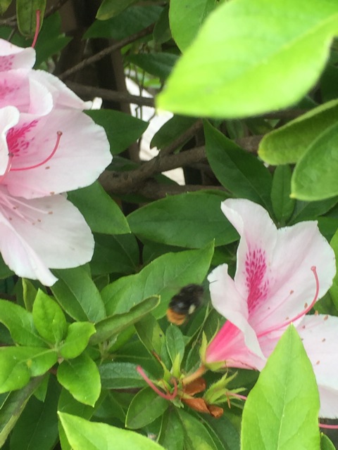 f:id:csbeaute:20150501213543j:plain f:id:csbeaute:20150501213543j:plain