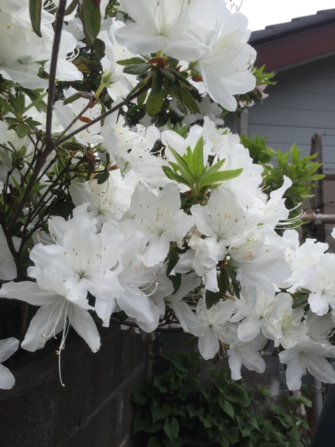 f:id:csbeaute:20150501213610j:plain f:id:csbeaute:20150501213610j:plain