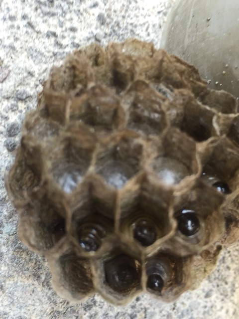 f:id:csbeaute:20150619154528j:plain f:id:csbeaute:20150619154528j:plain
