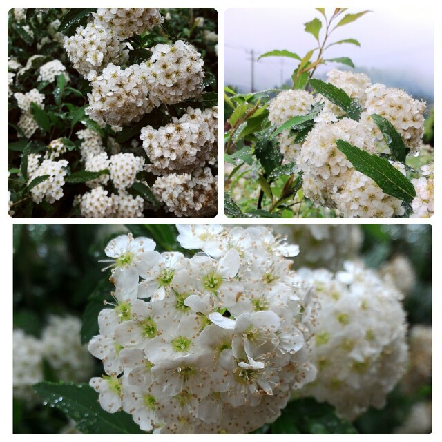 f:id:cya2maru:20150517220804j:image f:id:cya2maru:20150517220804j:image