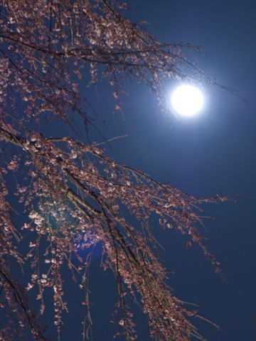 f:id:d_wackys:20100330200640j:image