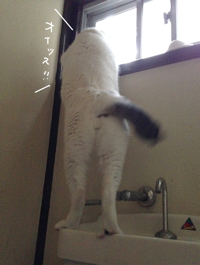 f:id:dai5ro-cat:20160211210550j:plain