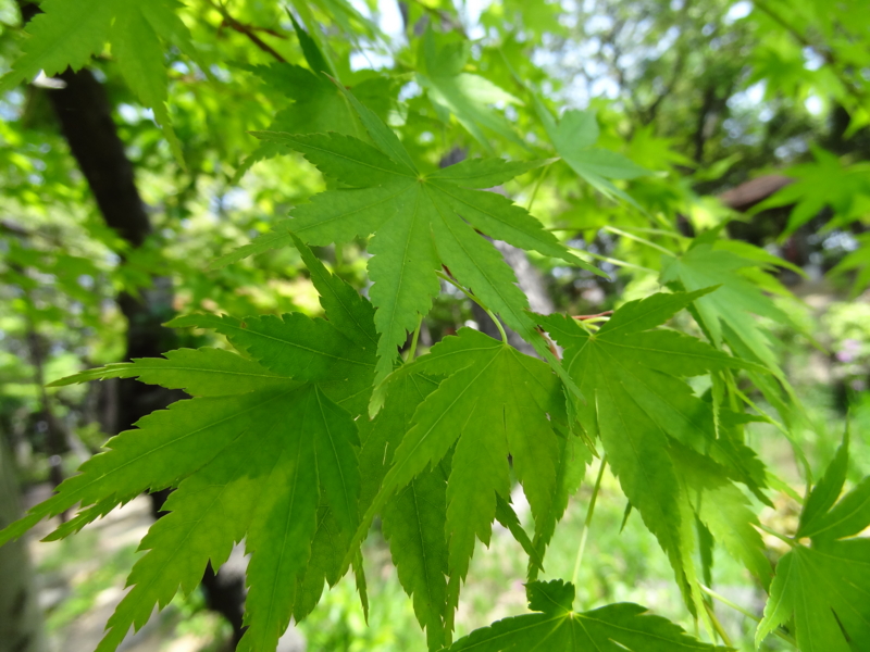 f:id:daichi46:20140504113139j:plain f:id:daichi46:20140504113139j:plain
