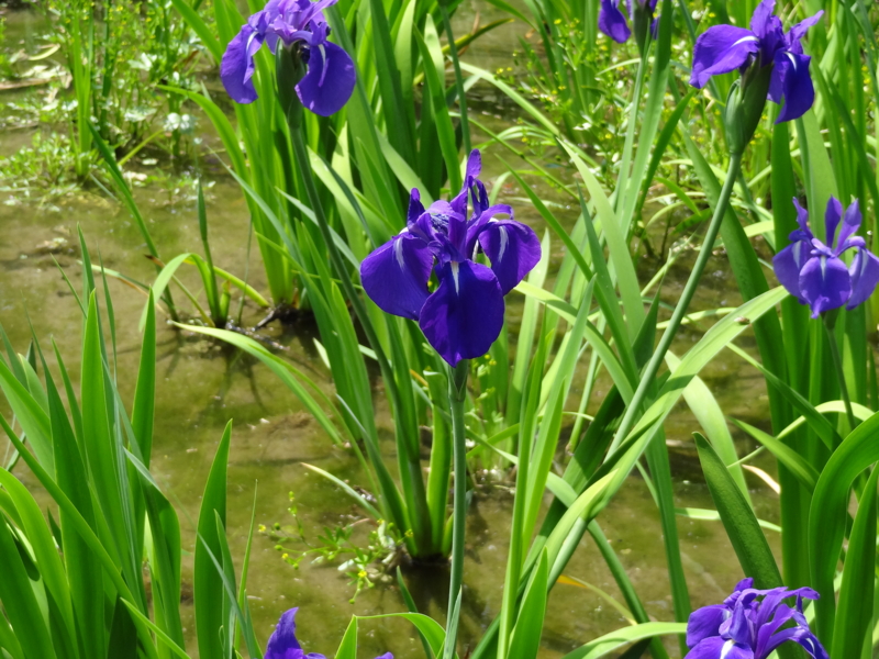 f:id:daichi46:20140504113441j:plain f:id:daichi46:20140504113441j:plain