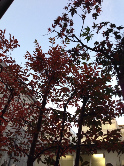 f:id:daichinome:20131128161636j:plain f:id:daichinome:20131128161636j:plain