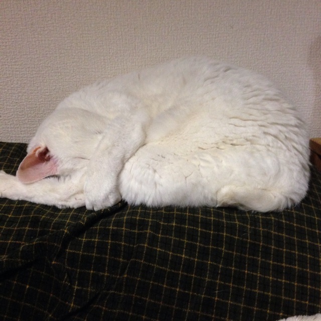 f:id:daichinome:20131202160350j:plain f:id:daichinome:20131202160350j:plain